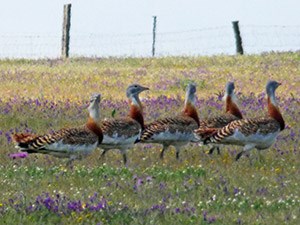 Great Bustards 2 - Otis tarda © John Muddeman